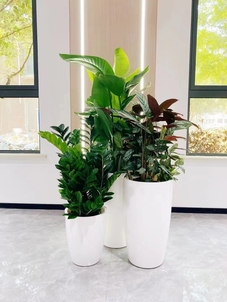 杭州湾花卉出租价格攻略，带你租出满园春色！><div class=